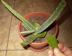 Aloe Plant