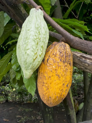 Cacao Pods