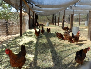 Free-Range Chickens