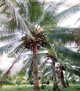 Coconut Trees