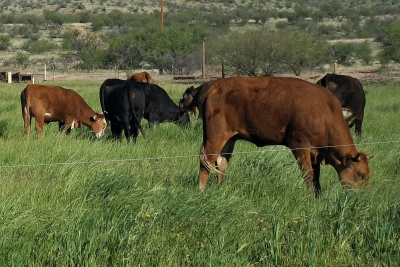 Cows Grazing