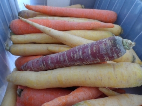 Fresh Carrots