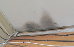 Mold on Drywall