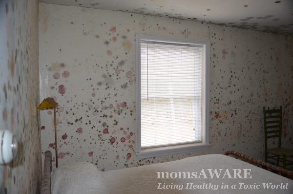 Mold Growth in Home