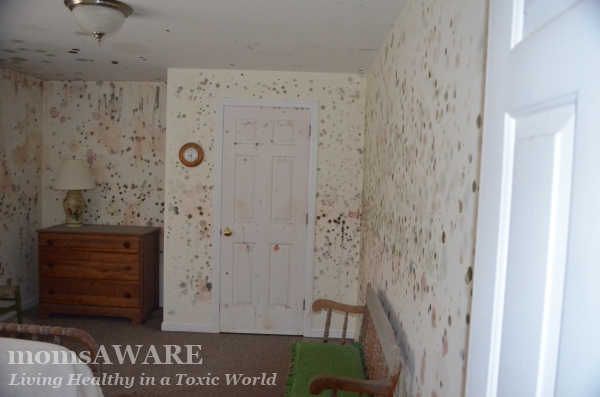 Mold Growth in Home