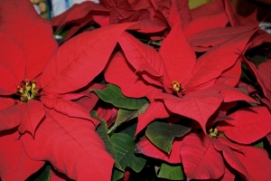 Poinsettias