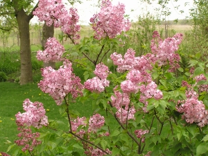 Spring Lilacs